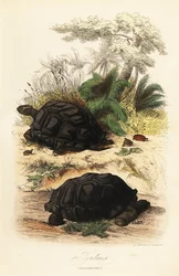 Aldabra kjempeskilpadde, Aldabrachelys gigantea, sårbar