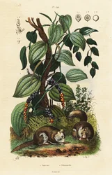 Svart pepper og sørlig flygende ekorn.