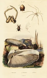 Piddock, musling, bille og edderkopp.