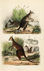 Rød kenguru, Macropus rufus (nederst), østlig grå kenguru, Macropus giganteus (øverst til høyre) og mørk wallaby, Thylogale brunii (øverst til venstre)