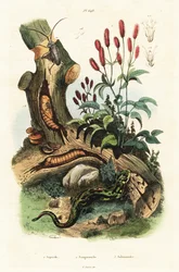 Salamander, bille og stor brennet.