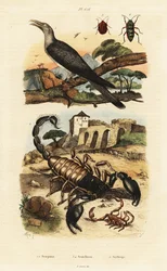 Skorpioner og gjøk.