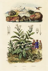 Sjøsnegler og tobakksplante. ,1834–1839 (gravering)