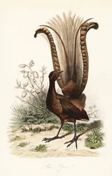 Suveren lyrefugl, Menura novaehollandiae, la Lyre og falsk azalea, Menziesia ferruginea