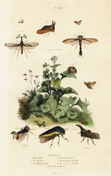 Trehoppere., 1834-1839 (gravering)