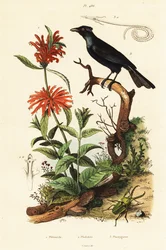 Trompet Manucode, Beetle og Wild Dagga.