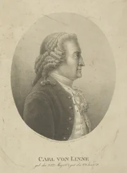 Portrett av Carl Linné 1707-1778, ca. 1800.