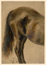 Bakparten av en hest i profil