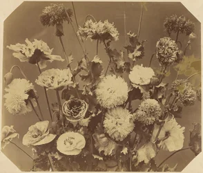 [Blomster]