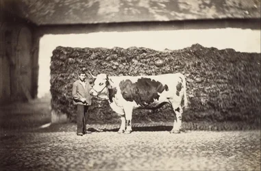 [Premie Bull]