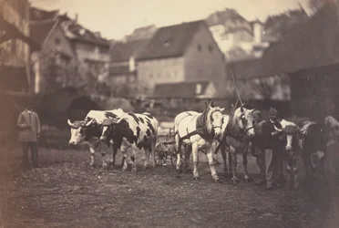 Uten tittel Gårdsdyr, 1850-tallet.