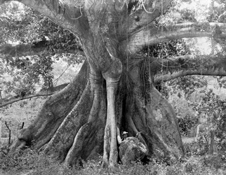 Tom Cringles Cotton Tree, Spanish Town Road, Jamaica, c1905.