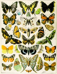 Illustrasjon av sommerfugler og møll ca. 1923 (litho)