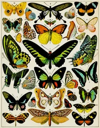 Illustrasjon av sommerfugler og møll, ca. 1923