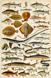 Illustrasjon av spiselig fisk, ca. 1923