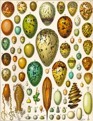 Illustrasjon av egg ca. 1923