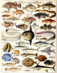 Illustrasjon av Marine Fish ca. 1923