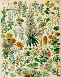Illustrasjon av blomstrende planter, ca. 1923