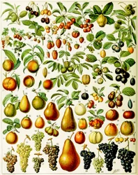 Illustrasjon av frukt ca. 1923
