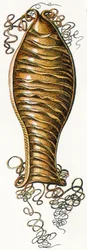 Ridged Egg tilfelle av cathai (Scyliorhinus), 1923