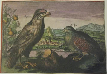 Ørn og rapphøne, Iconotheca Valvasoriana