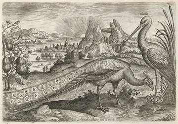 Påfugl og stork