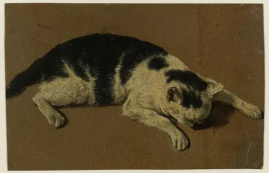Katt liggende med hodet mellom forbena
