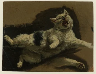 Katt liggende på ryggen og løs labb