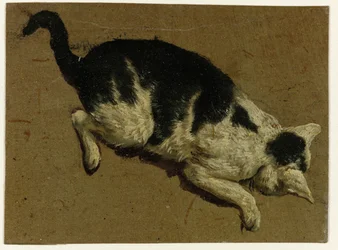 Katt ser ned fra en plattform