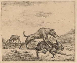 Kamphunder