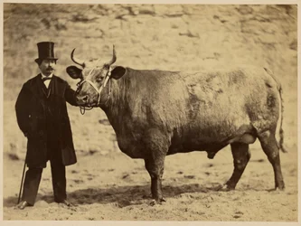 Durham Charolais-biff