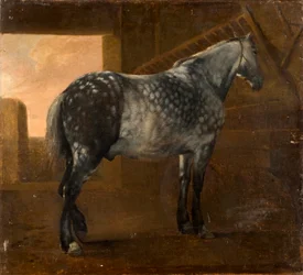 En dapple grå hest