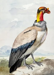 Steinløper