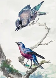To fugler: en blåskrike og en purpurbrystet cotinga