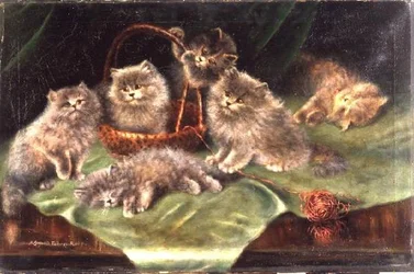 Seks kattunger
