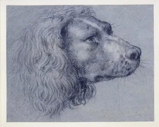Hodestudie av en spaniel