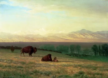 Buffalo on the Plains, ca. 1890