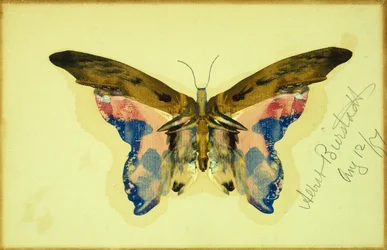 Sommerfugl (gouache på papir)