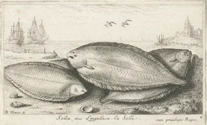 Tre såler på stranden Solea siue Lingulaca. La Solle. (tittel på objekt) Fisk og andre sjødyr - saltvann tredje serie (serietittel) Poissons de mer (serietittel)
