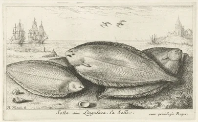 Tre såler på stranden Solea siue Lingulaca. La Solle. (tittel på objekt) Fisk og andre sjødyr - saltvann tredje serie (serietittel) Poissons de mer (serietittel)