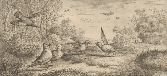 Garrulus, Gey Jay: Livre d