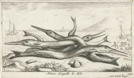 Festet på stranden Admos. Lesguille de Mer. (tittel på objekt) Fisk og andre sjødyr - saltvann tredje serie (serietittel) Poissons de mer (serietittel)