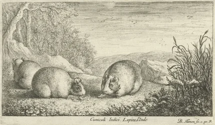 Gnagere Cuniculi Indici Lapins d'Inde (tittel på objekt) Ulike dyrearter (serietittel)