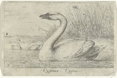 Landskap med svane Cygnus. Cygne. (tittel på objekt) Tretten fuglearter (serietittel) Diuersae Auium Specie (serietittel)