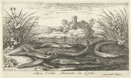 Loaches på en elvebredd Apua Cobitis fluuitilis. LaLoche. (tittel på objekt) Fisk og andre sjødyr - ferskvanns andre serie (serietittel) Seconde partie de Poissons d