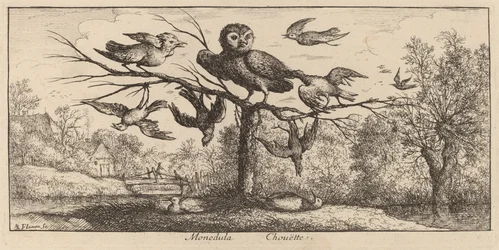 Monedula, Uglen