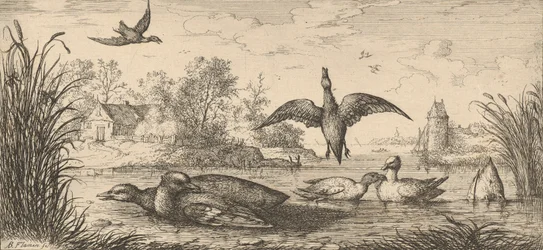 Querquedula, Cercelle The Teal: Livre d'Oyseaux Book of Birds, 1655-1660.