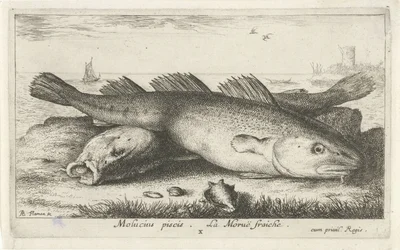 To torsker på stranden Molucius piscis. Le Morue Fraiche. (tittel på objekt) Fisk og andre sjødyr - saltvanns andre serie (serietittel) Poissons de mer (serietittel)