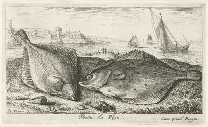 To flatfisk på stranden psetta. La Plye. (tittel på objekt) Fisk og andre sjødyr - saltvanns andre serie (serietittel) Poissons de mer (serietittel)