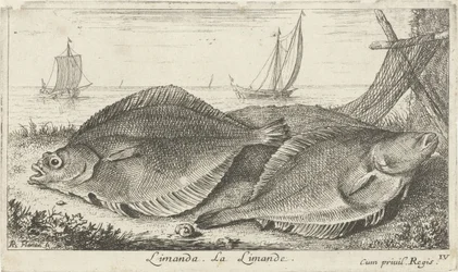 To dabber på stranden limanda. La Limande. (tittel på objekt) Fisk og andre sjødyr - saltvann tredje serie (serietittel) Poissons de mer (serietittel)
